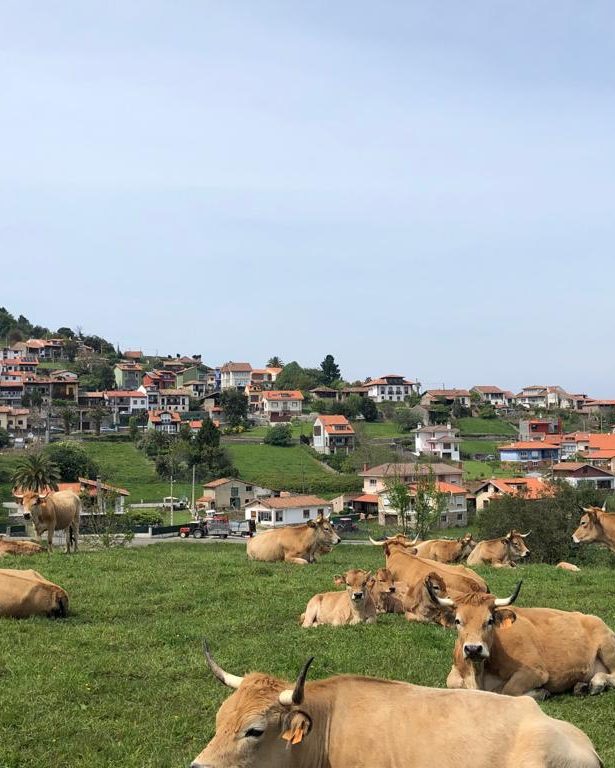Paisaje Asturias Vacas